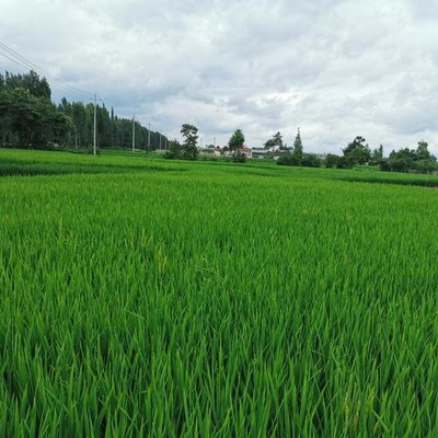 Frost-proof irrigation